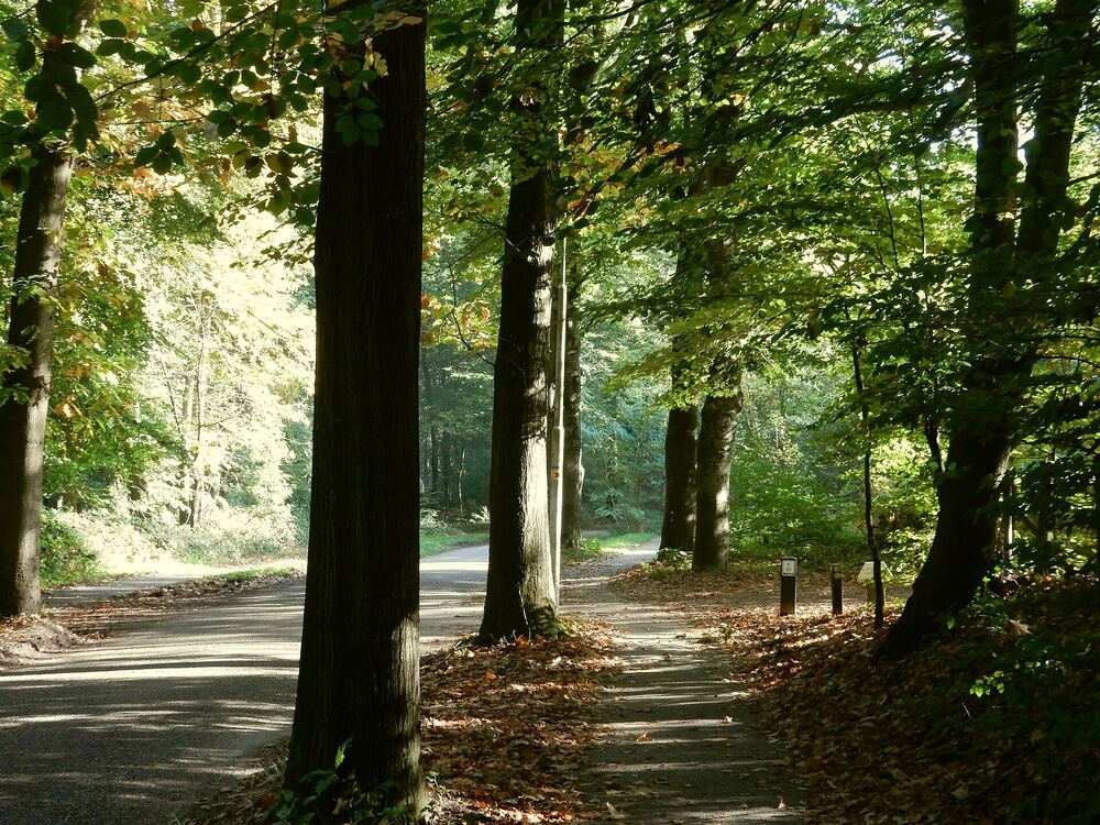 Een laan met hoge bomen en zonlicht op het bospad bij Wageningen